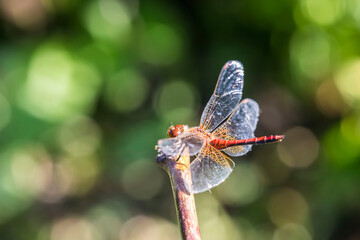 a beautiful red dragonfly on a branch in a blurred background with highlights and bokeh. space for text. a colorful macro photo of an insect. close-up. screensaver.