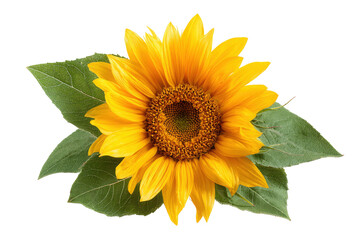 Obraz premium Bright yellow sunflower with green leaves on transparent background