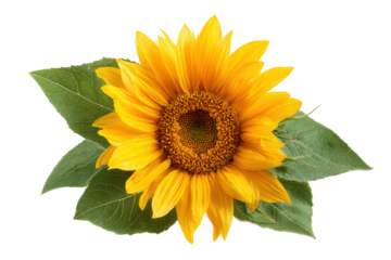 Bright yellow sunflower with green leaves on transparent background