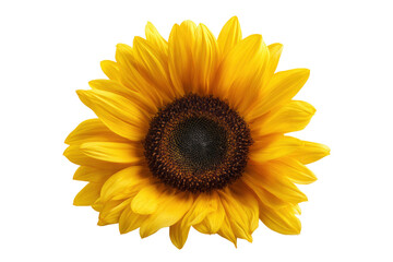 Vibrant Yellow Sunflower Blossom with Detailed Center on Transparent Background