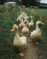 Obraz premium ducks in the park