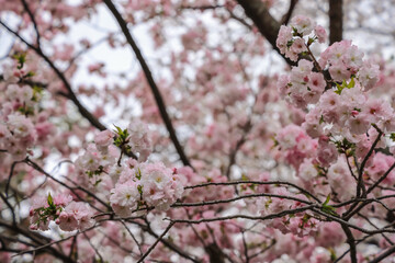 Obraz premium March 27 2025 Blooming Pink Cherry Blossoms on a Tree Branch in Springtime, Japan