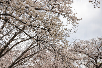 March 27 2025 Under Blooming Cherry Trees in a Peaceful Park Setting, Japan