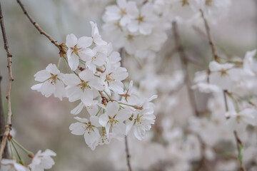 March 27 2025 a Cherry Blossoms Against Nature Background at japan, Japan