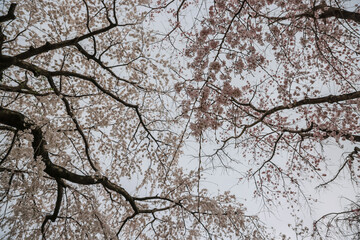 March 27 2025 Spring Blossom Trees With Delicate Branches Against a Soft Sky, Japan
