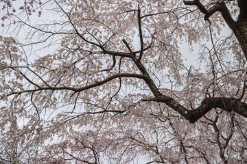 March 27 2025 Spring Blossom Trees With Delicate Branches Against a Soft Sky, Japan