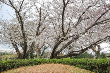 March 27 2025 Cherry Blossom Trees in a Tranquil Park Setting, Japan