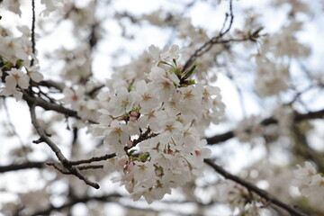 March 27 2025 Close-Up of Blooming White Cherry Blossoms on a Softly, Japan