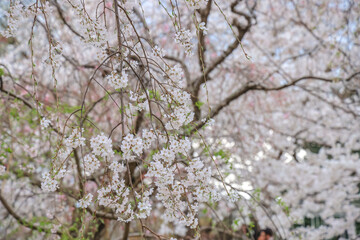 March 27 2025 Under Blooming Cherry Trees in a Peaceful Park Setting, Japan