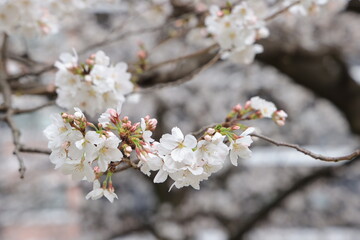 March 27 2025 Close-Up of Blooming White Cherry Blossoms on a Softly, Japan