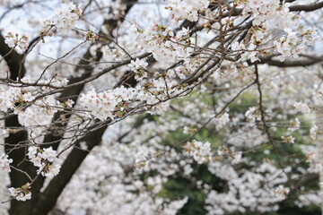 March 27 2025 Close-Up of Blooming White Cherry Blossoms on a Softly, Japan