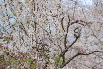 March 27 2025 Under Blooming Cherry Trees in a Peaceful Park Setting, Japan