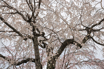 March 27 2025 Under Blooming Cherry Trees in a Peaceful Park Setting, Japan