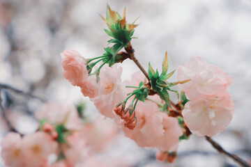 March 27 2025 Delicate Pink Cherry Blossoms With Soft Background Focus, Japan