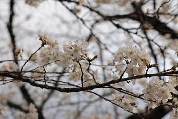 March 27 2025 f Cherry Blossoms on Tree Branches in Urban Setting, Japan