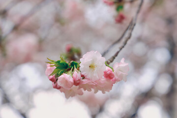 March 27 2025 Delicate Pink Cherry Blossoms With Soft Background Focus, Japan