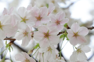 March 27 2025 Close-Up of Blooming White Cherry Blossoms on a Softly, Japan