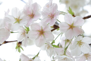 March 27 2025 Close-Up of Blooming White Cherry Blossoms on a Softly, Japan