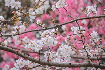 March 27 2025 Pink Cherry Blossom Branches in a Springtime Setting, Japan