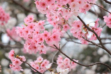 March 27 2025 Pink Cherry Blossom Branches in a Springtime Setting, Japan