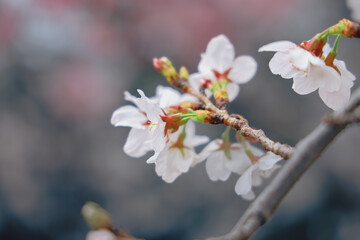 March 27 2025 a Cherry Blossoms Against Nature Background at japan, Japan