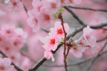 Fototapeta premium March 27 2025 Pink Cherry Blossom Branches in a Springtime Setting, Japan