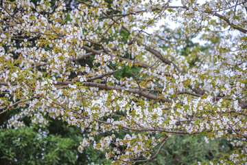 March 27 2025 Spring Blossom Trees With Delicate Branches Against a Soft Sky, Japan