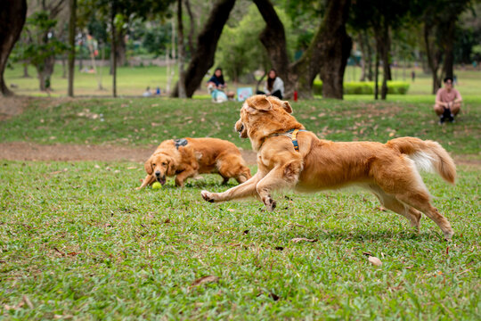 Two active dogs playing with ball at park grass while people watch