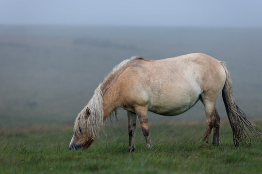 Dartmoor pony grazing on a foggy and rainy day in Darmoor national park, Devon, England.