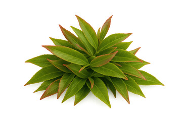 Fototapeta premium Verdant green foliage with crimson-tinged edges creating dense botanical cluster against neutral backdrop