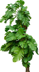 tropical monstera plant with bold split leaves upward along a tree. © Ammak