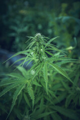 medical cannabis begins to bloom