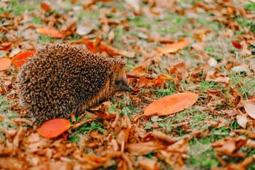 Hedgehog Among Autumn Leaves on Grass.Portrait of a hedgehog in autumn colors 