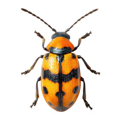 Close-up of a vibrant orange and black beetle