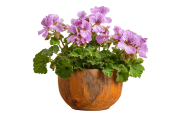 A cluster of light purple geraniums in a textured, ovoid pot