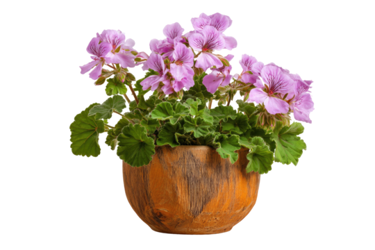 A cluster of light purple geraniums in a textured, ovoid pot