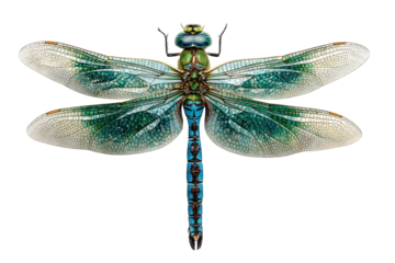 Detailed close-up of a dragonfly, showcasing vibrant teal and white wings, with intricate patterns and delicate veins