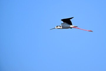 Stelzenl&auml;ufer // Black-winged stilt (Himantopus himantopus)