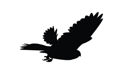 Flying American kestrel bird Silhouette Design  And Vector Illustration. 