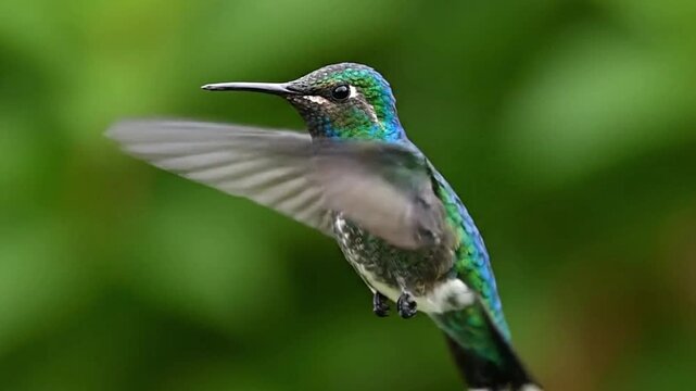 A hummingbird in motion showing iridescent blue  green plumage with blurred wings against a green background