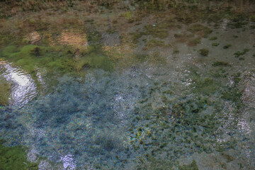March 26 2025 Serene Forest Pond with Reflection and Lush Green Vegetation, Japan