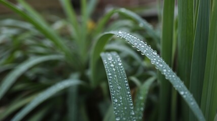 Fototapeta premium Green grass blades covered in glistening dew drops
