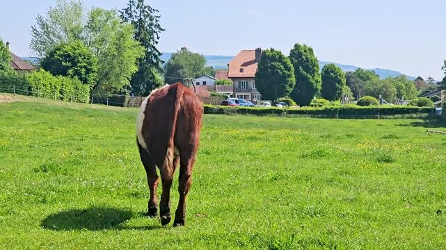 Cow eating grass in green fields.