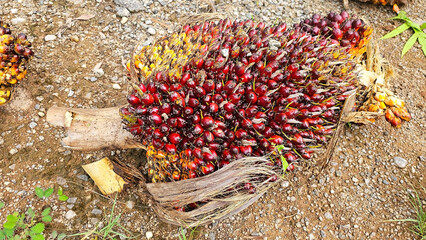 Palm Oil Fruit Close-Up: a detailed shot revealing the texture, color, and natural essence of a vibrant oil palm fruit, laying on the ground, a vital resource for many essential commodities.