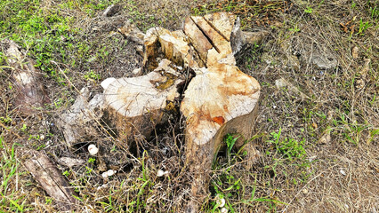 Stump's Silent Tale: The weathered remnants of a tree, revealing the raw texture of wood and the story of its transformation and the raw natural, evoking contemplation.