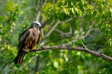 Fototapeta premium Black kite (Milvus migrans) perched on a tree branch surrounded by green leaves. Majestic bird of prey in its natural woodland habitat, looking downwards. Professional wildlife photography.