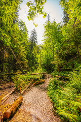Waterfall with ladder in canyon, sucha bela in Slovak Paradise or Slovensky Raj National Park in Slovakia.