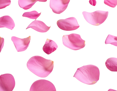 Floating Magenta Orchid Petals  Minimal Floral Aesthetic PNG