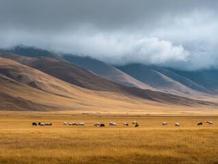 Obraz premium Sheep grazing in a golden meadow beneath a dramatic sky