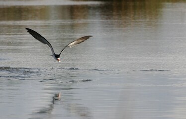 Black skimmer flying over bay water holging a fish in its mouth.